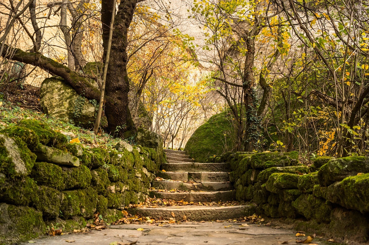 Image - forest moss stones steps rocks