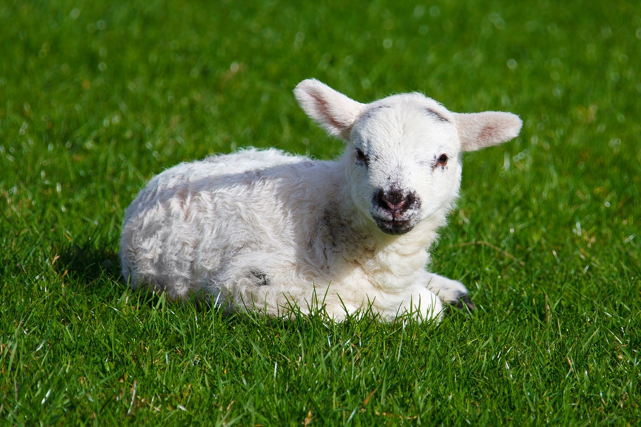 Image - animal baby cute farm field grass