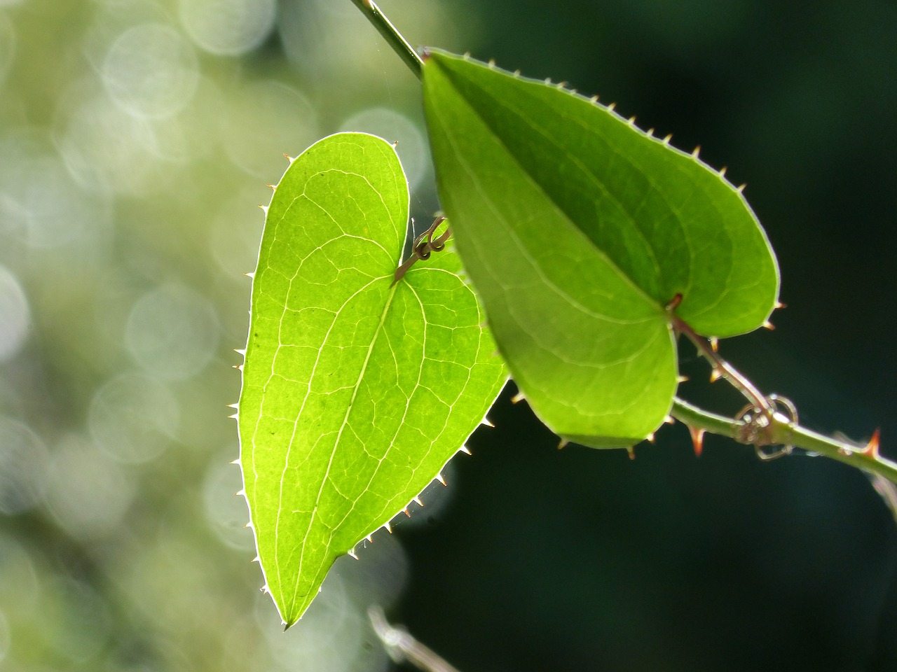 Image - leaf sarsaparilla translucent