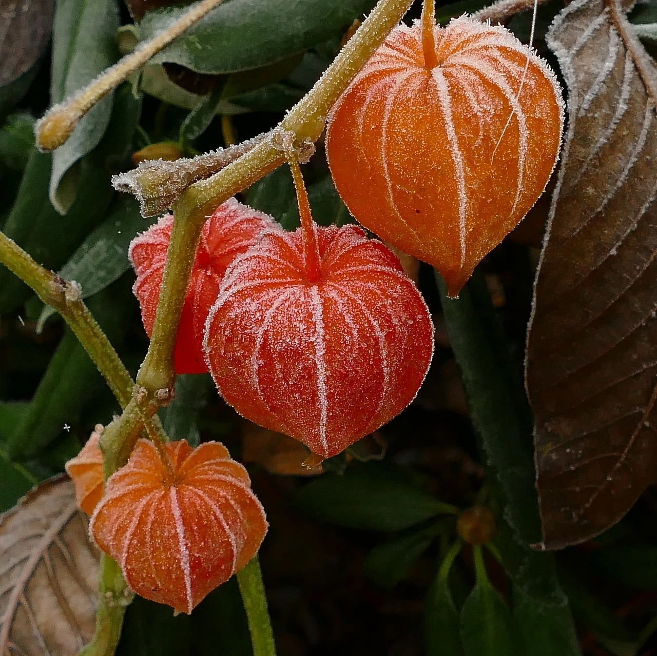 Image - lampionblume hoarfrost eiskristalle