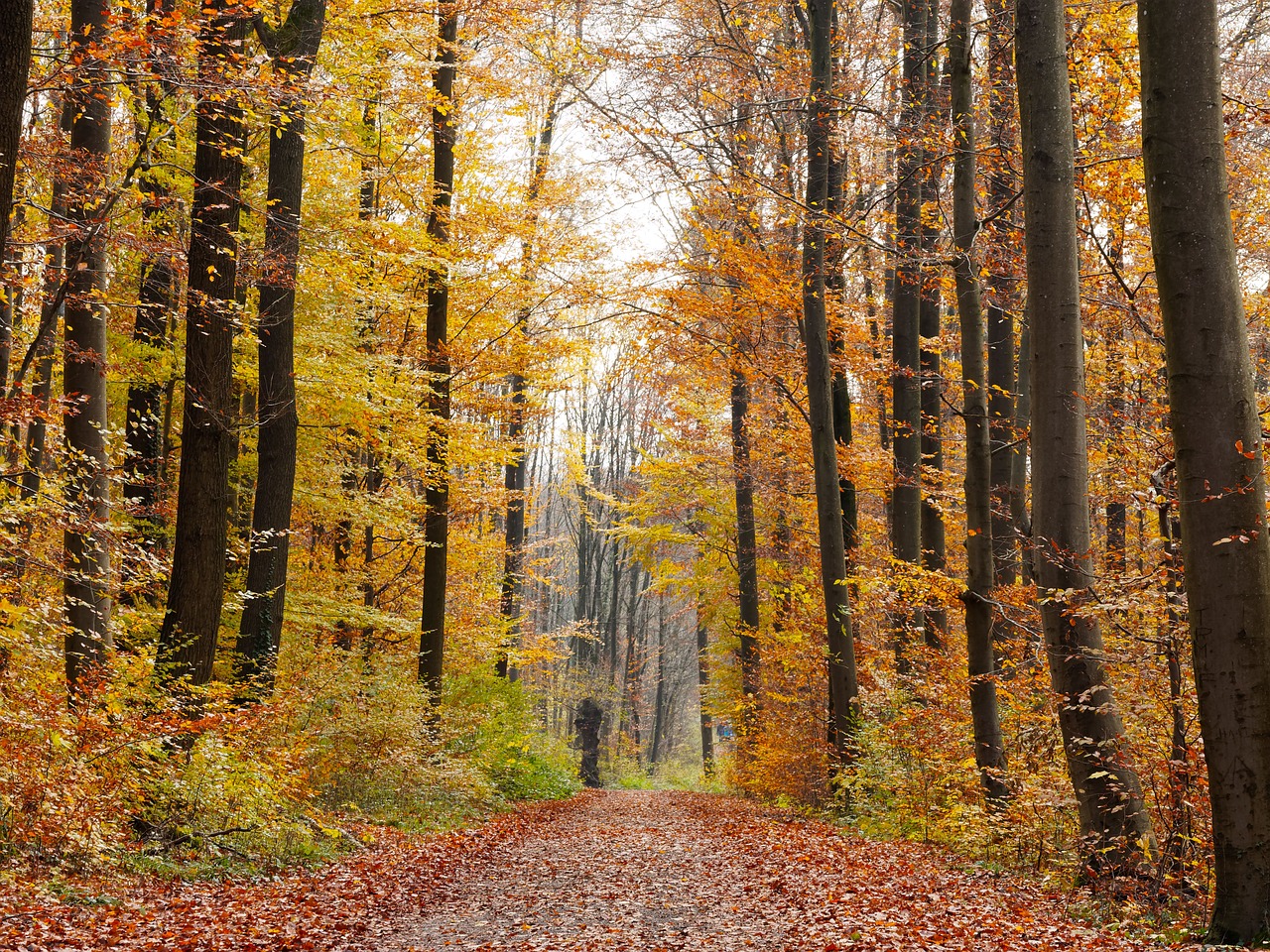 Image - forest wood undergrowth fall