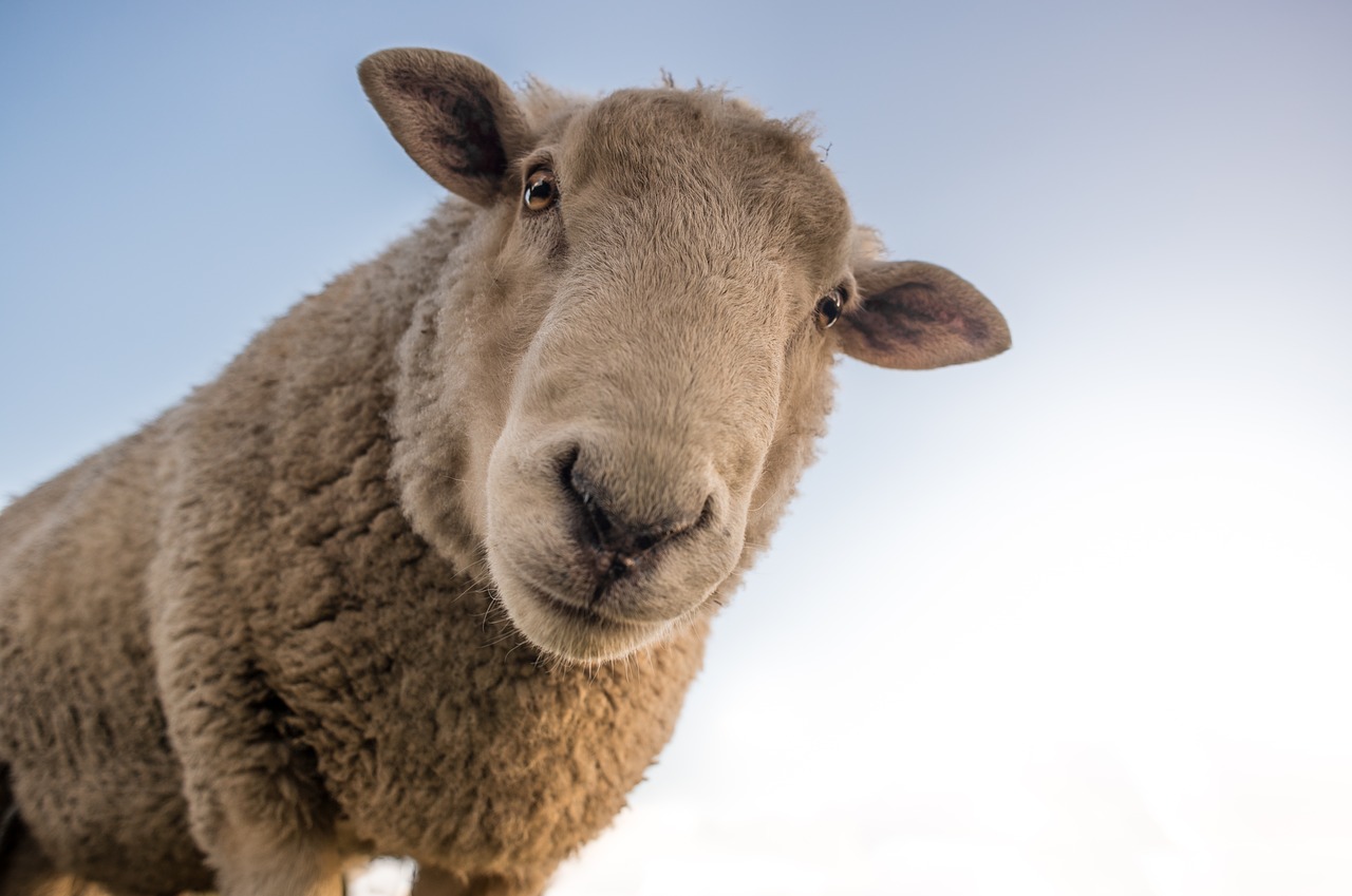 Image - sheep curious look farm animal