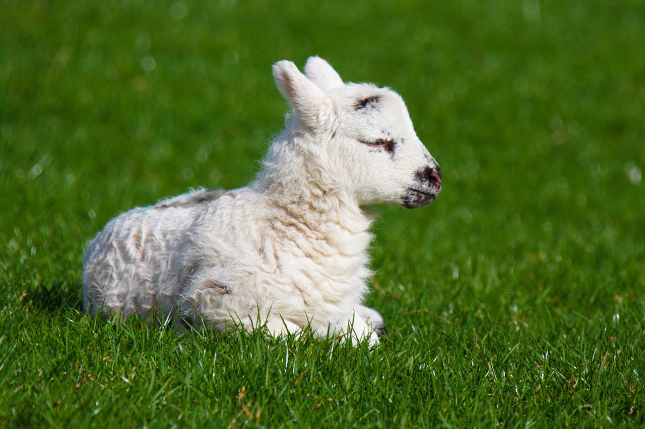 Image - animal baby cute farm field grass