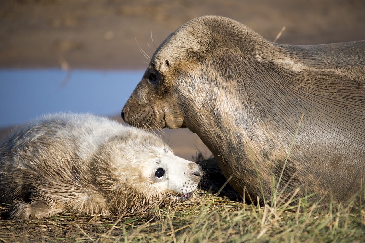 Image - seal pup seals wildlife mammal pup