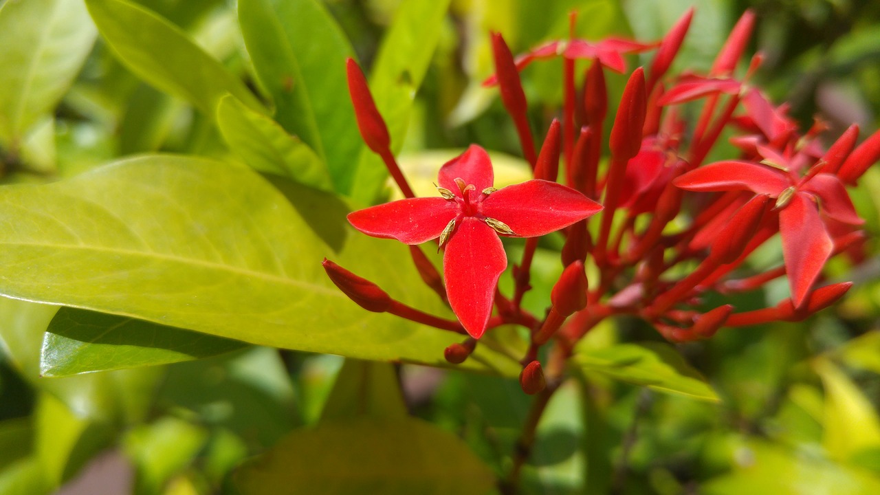 Image - flower new cladas flowers nature