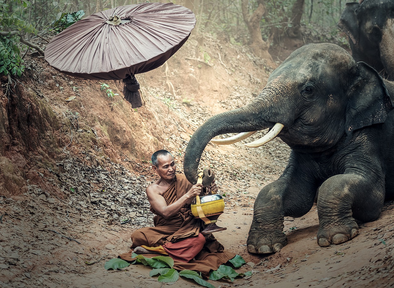 Image - พระ elephant adult animals asia