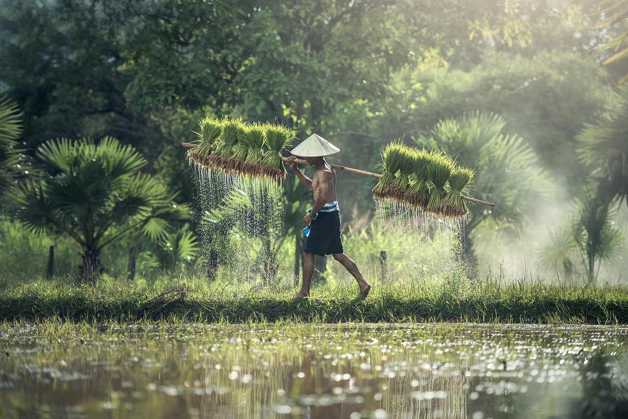 Image - agriculture asia cambodia grain