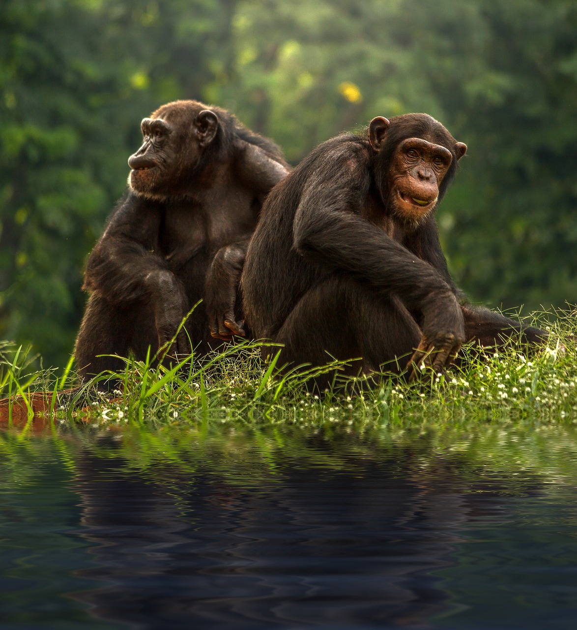 Image - chimp brown bonobo chimpanzee pair