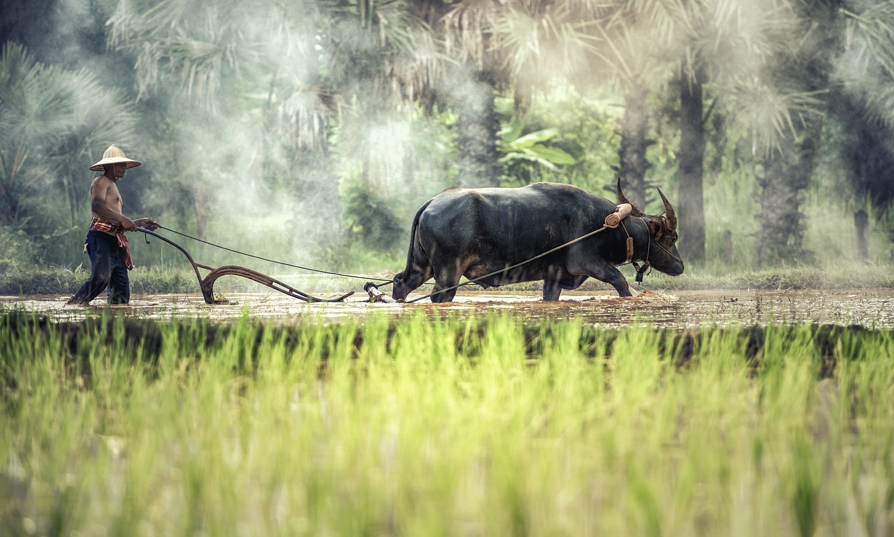 Image - buffalo farmer cultivating