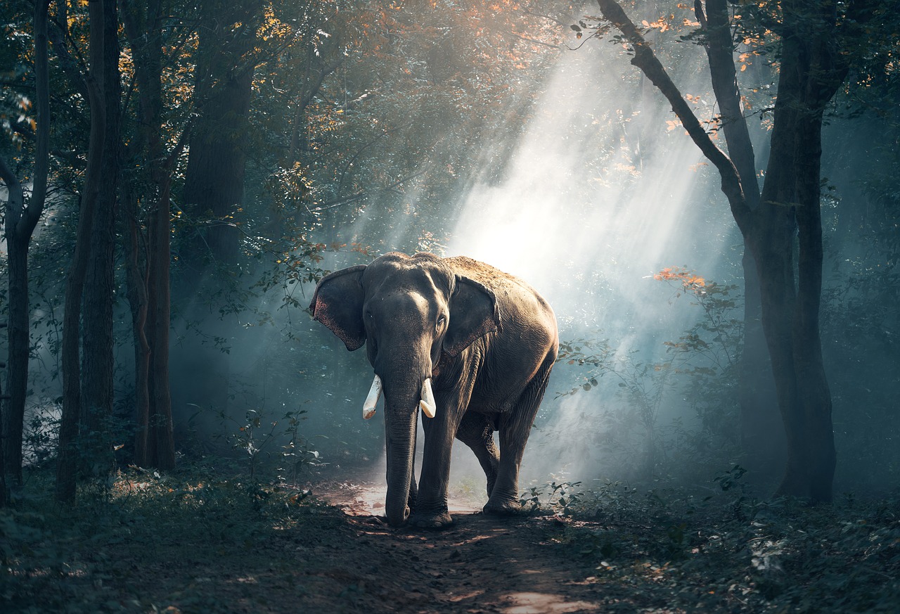 Image - elephant animals asia large bright