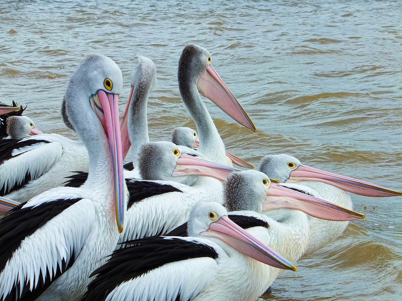 Image - bird pelican seabird nature beak