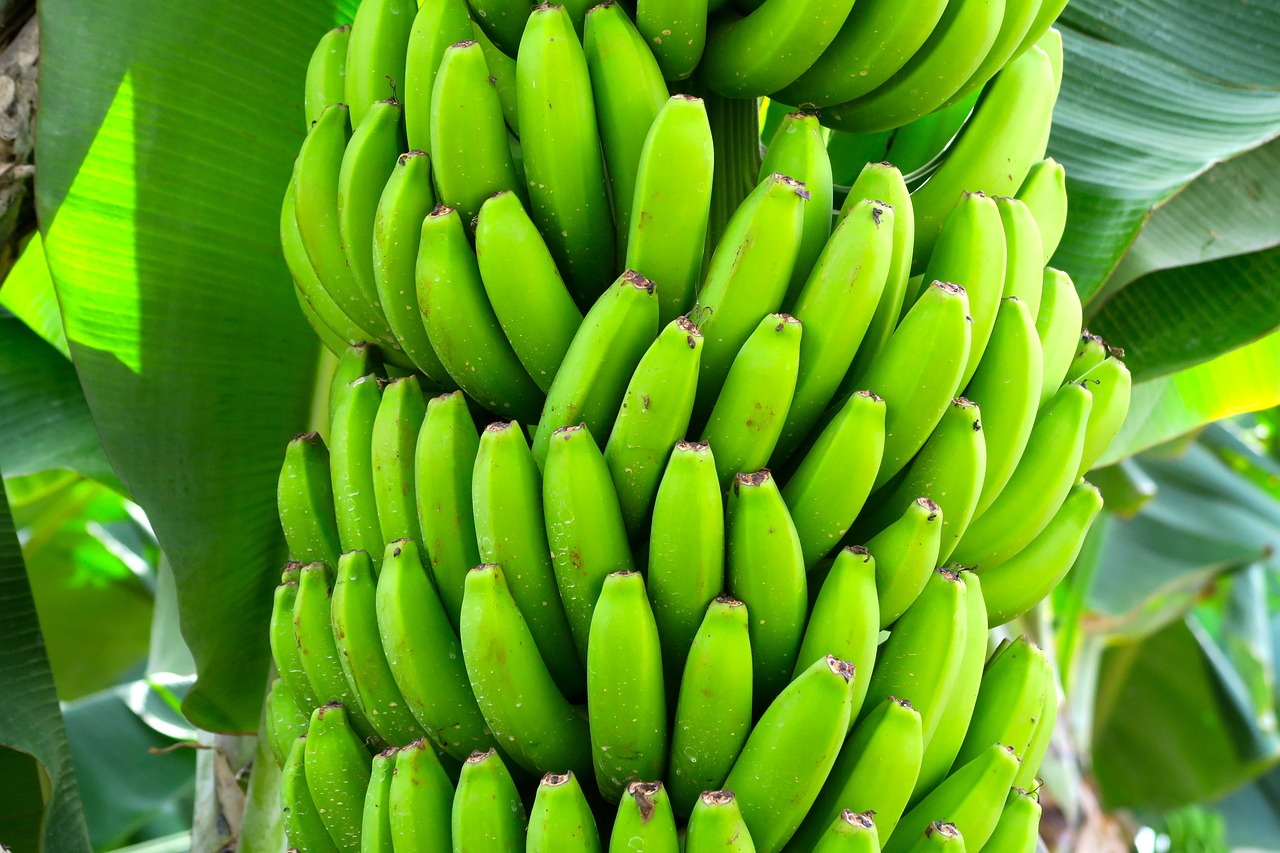 Image - bananas fruit exotic banana