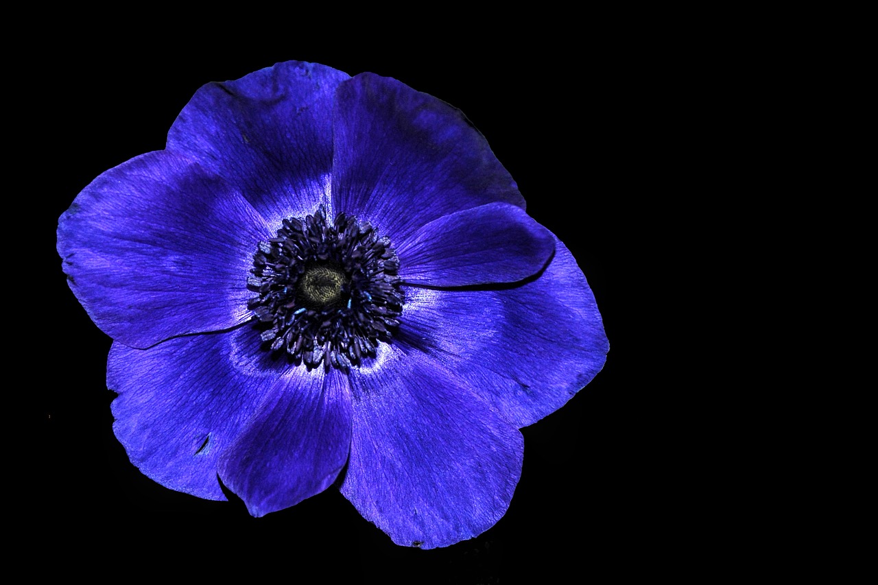 Image - anemone hahnenfußgewächs blue