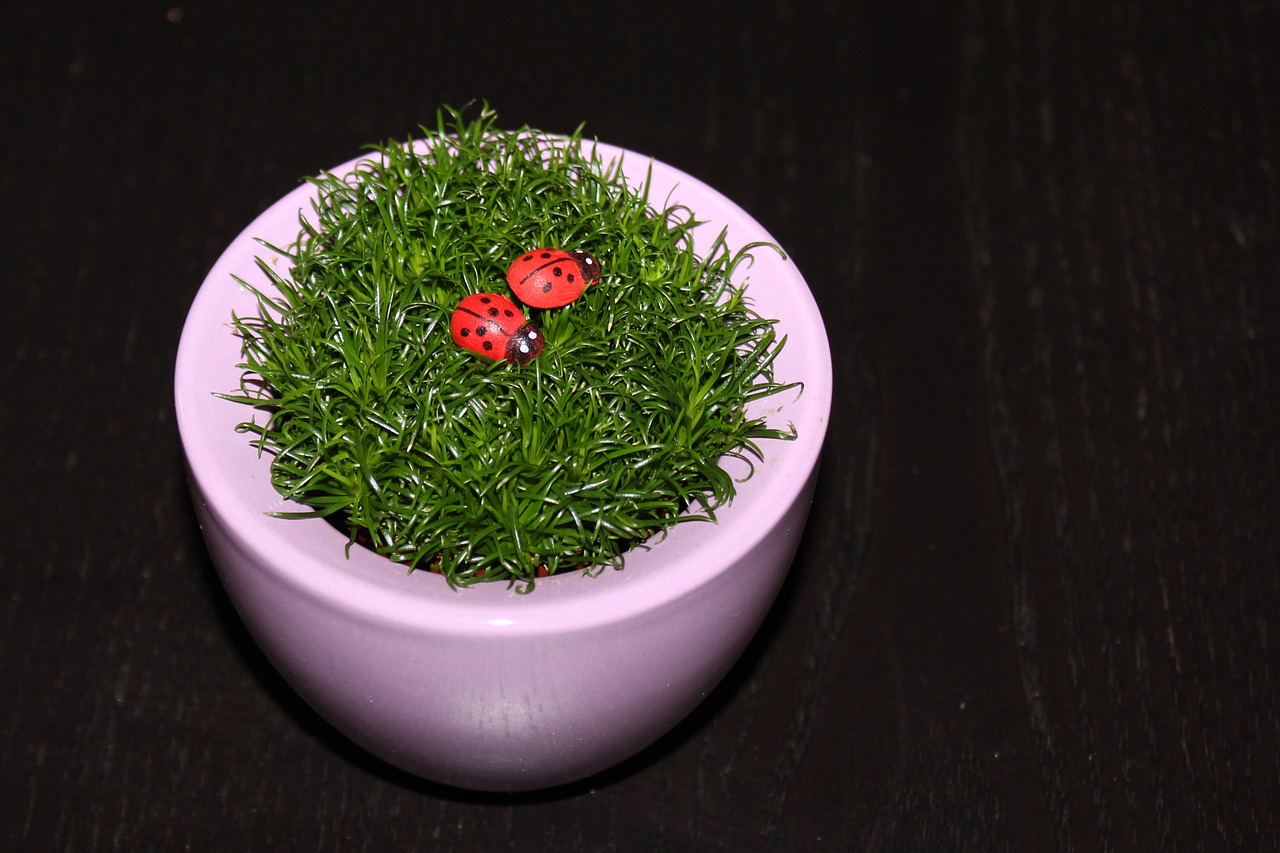 Image - grass ladybug flowerpot