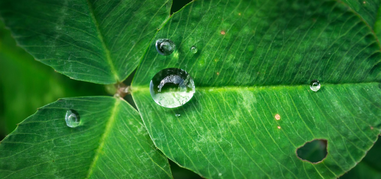 Image - leaf nature green abstract plants