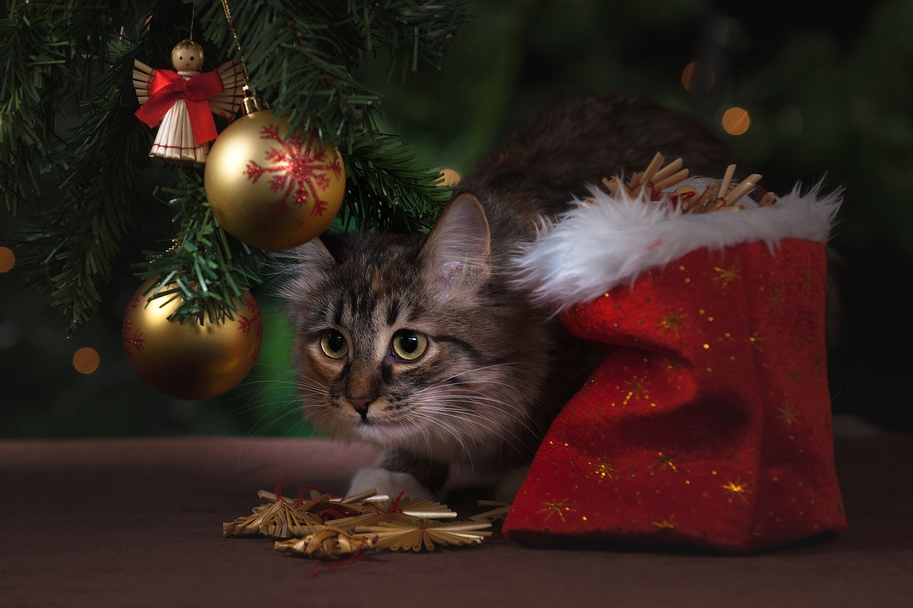 Image - new year s eve cat gifts