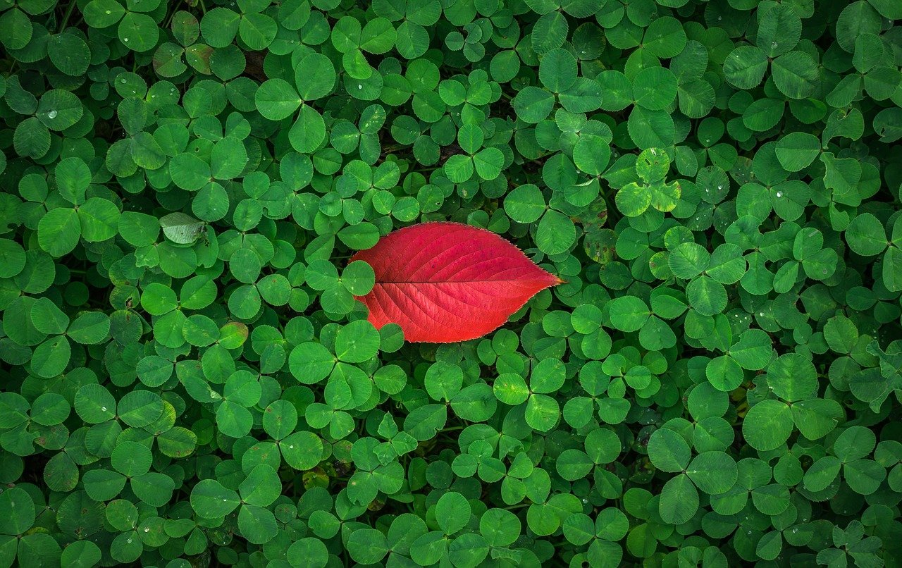 Image - leaves autumn leaves autumn herb