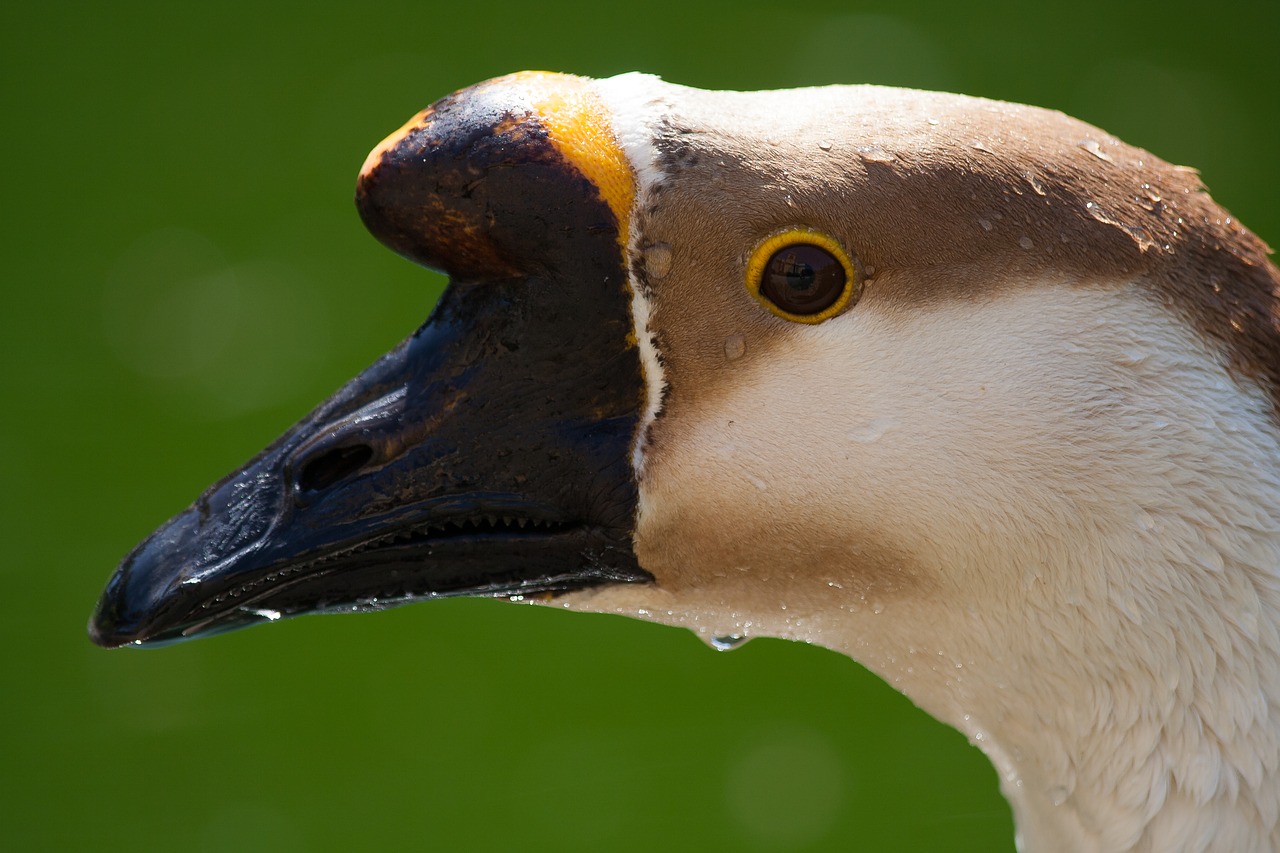 Image - oca water bird river duck animal