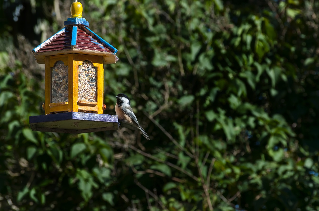 Image - bird feeder bird backyard