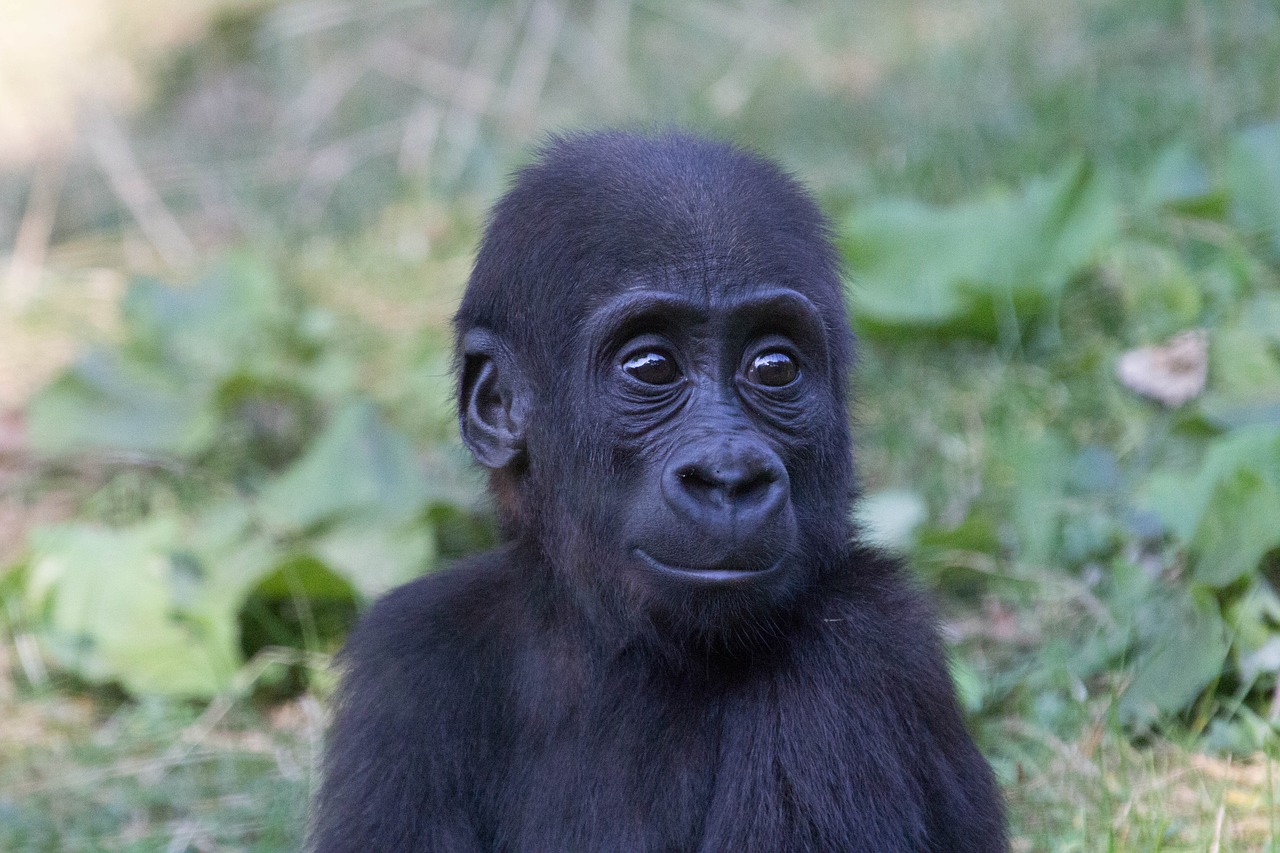 Image - gorilla zoo moment baby animal