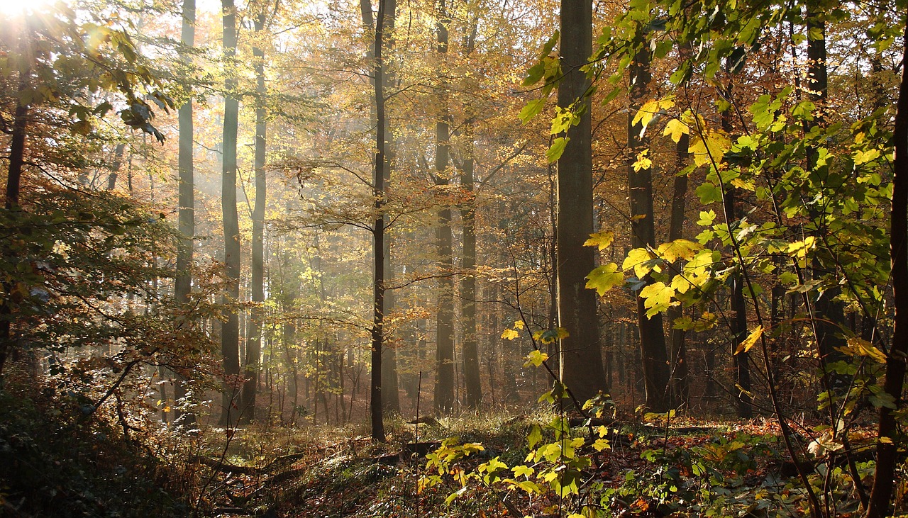 Image - forest trees beeches autumn leaves