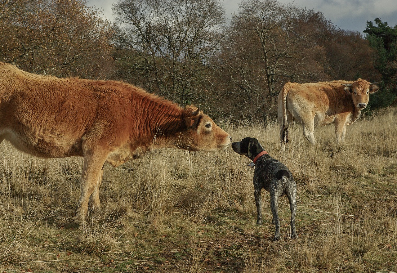 Image - meeting hunting dog herd cows