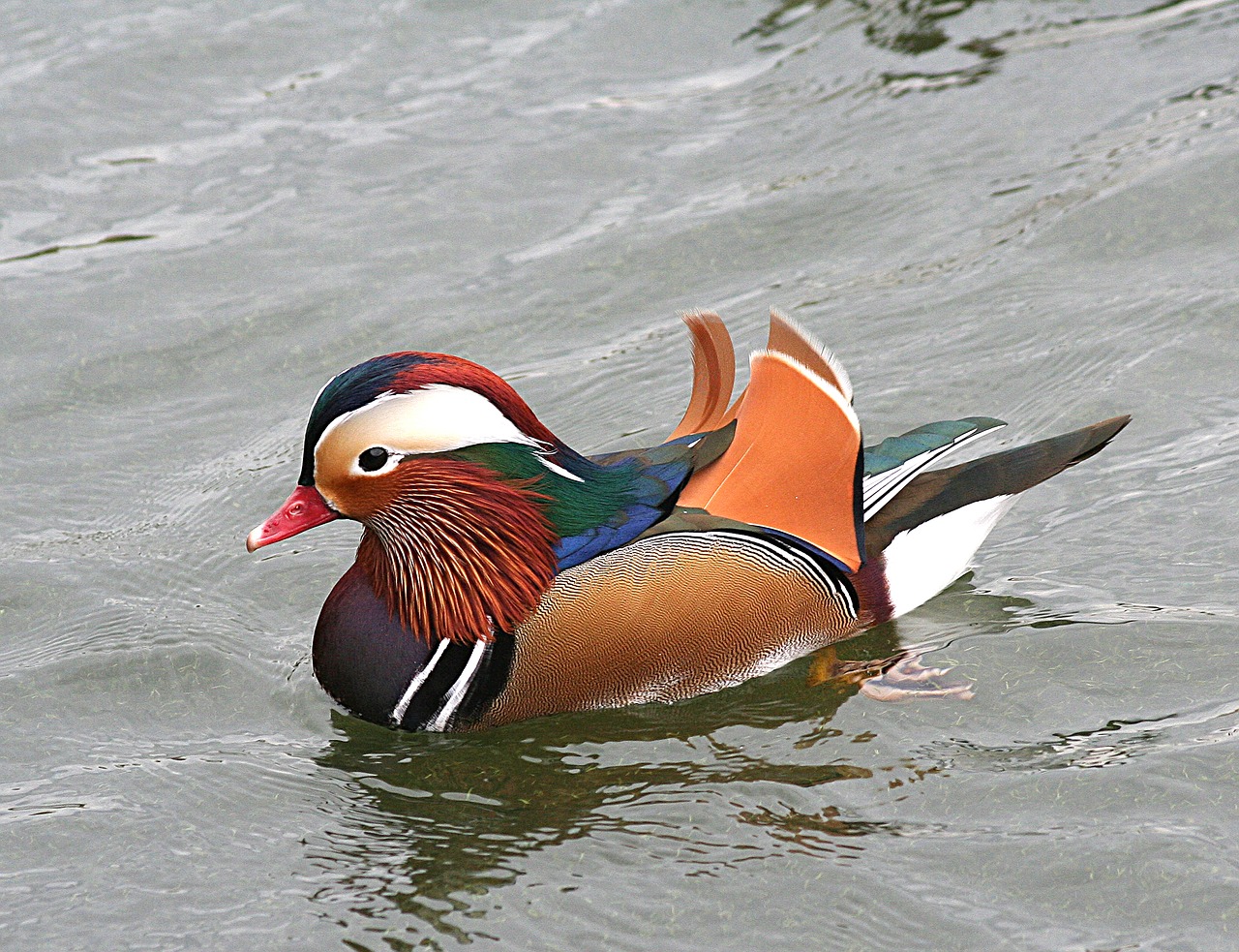 Image - mandarin duck waterfowl bird