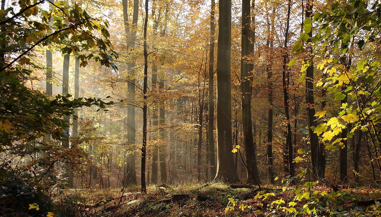 Image - forest trees beeches autumn leaves