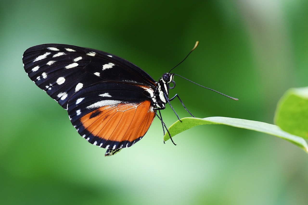 Image - butterfly insect garden wings