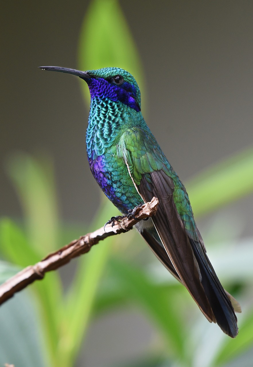 Image - hummingbird bird nature tropical