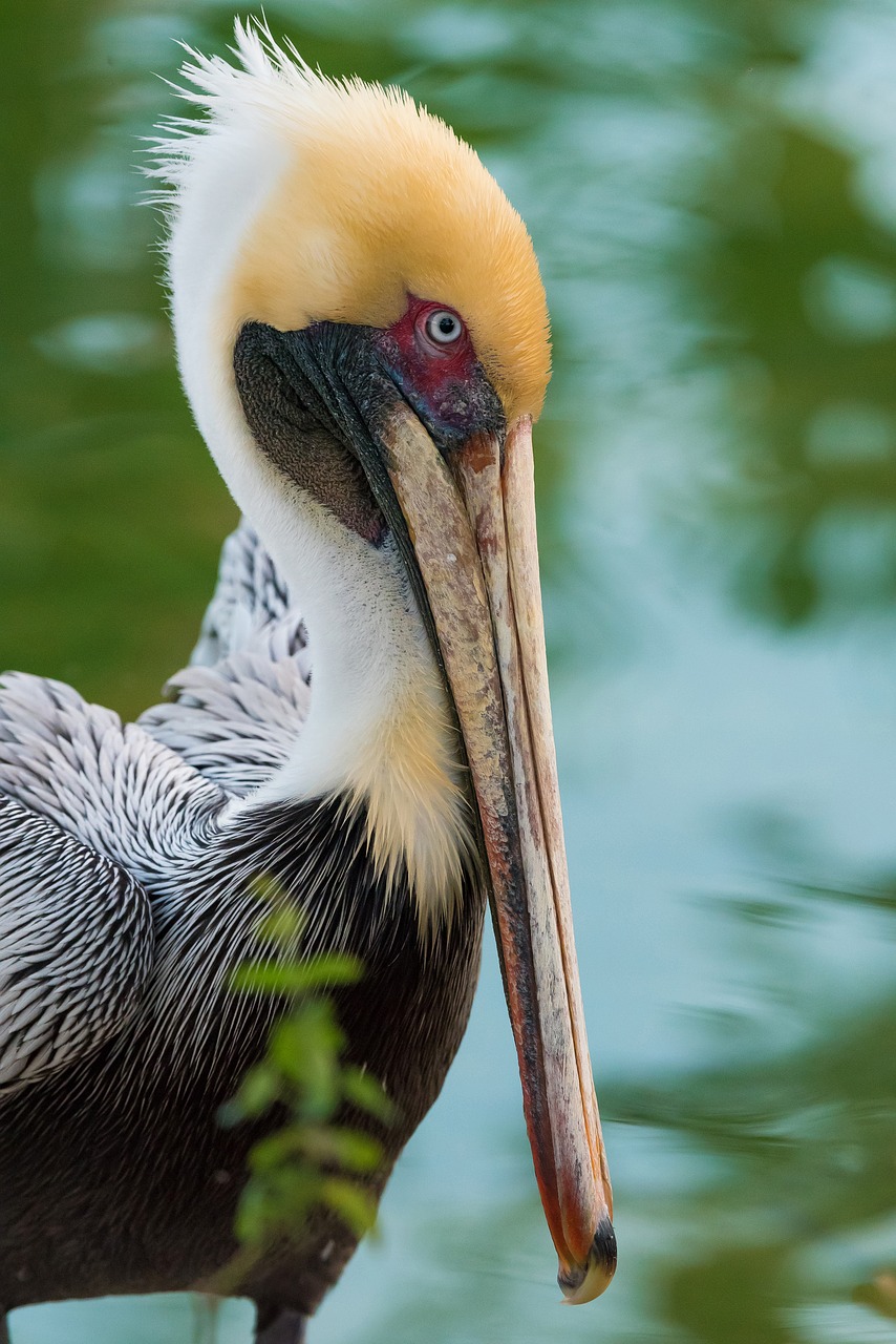 Image - pelican bird wings nature animal