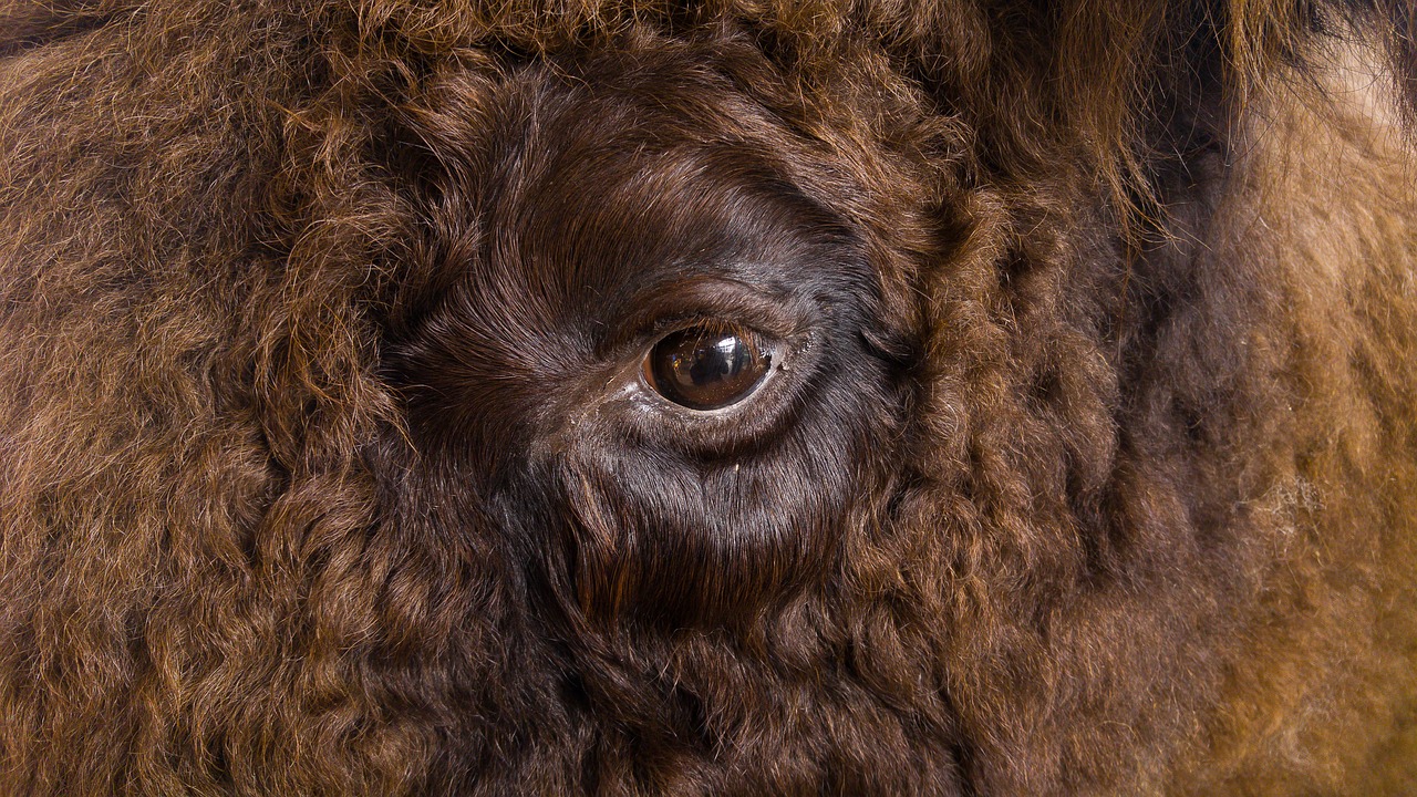Image - eye bison fur look