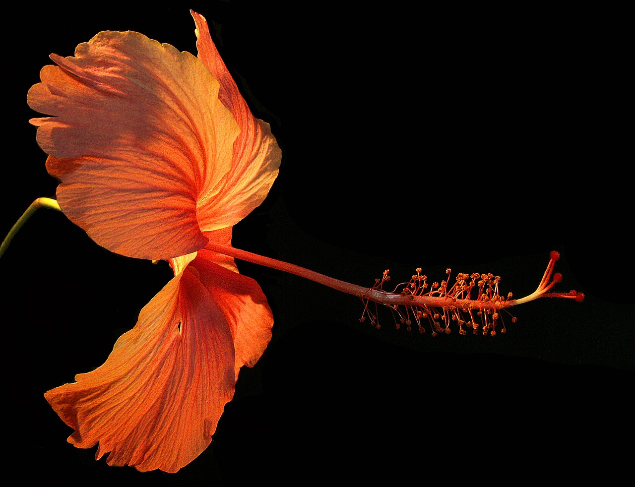 Image - flower blossom bloom close red