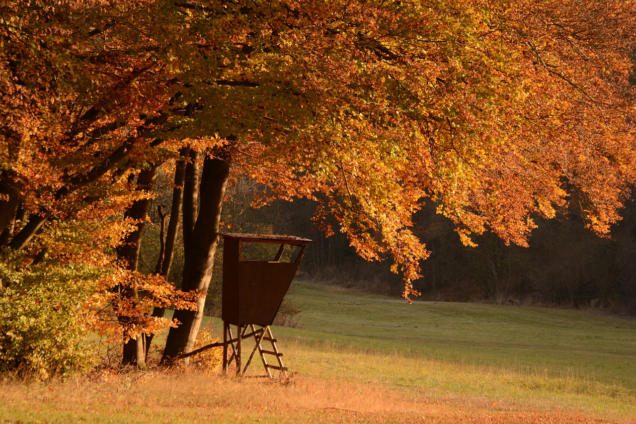 Image - autumn forest perch fall foliage