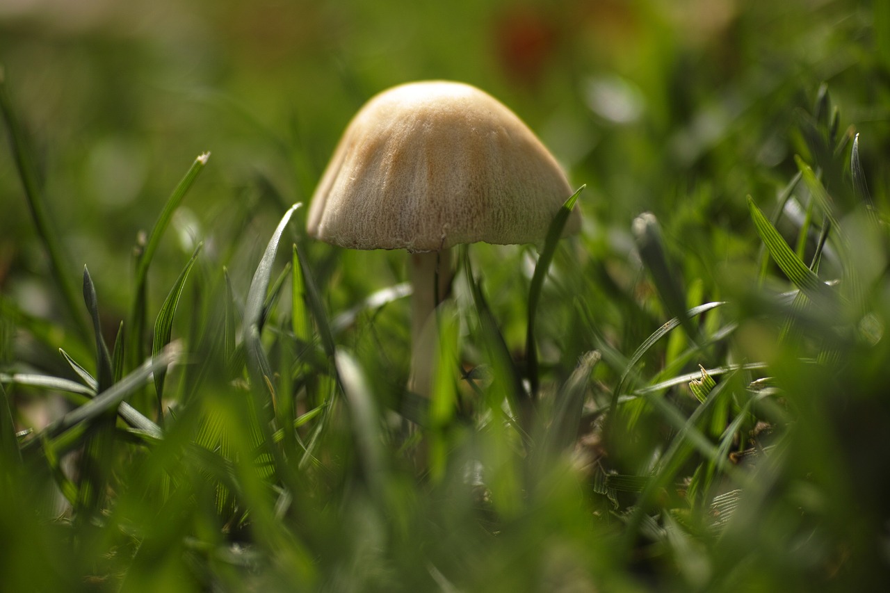 Image - mushroom plant little grass macro