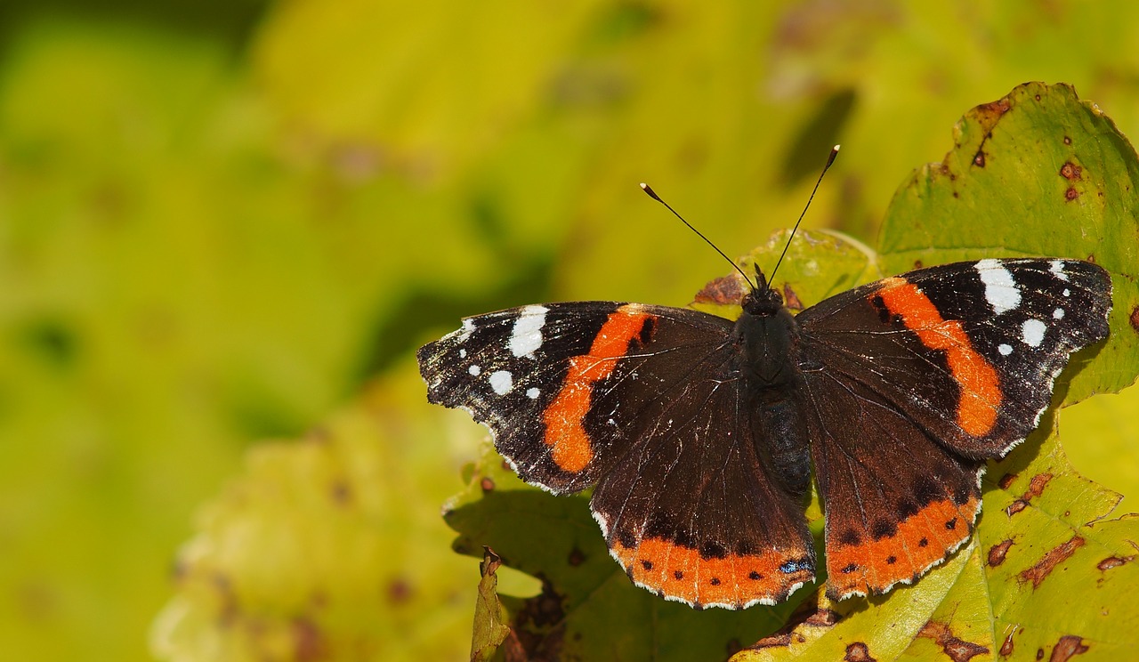 Image - butterfly macro provence nature