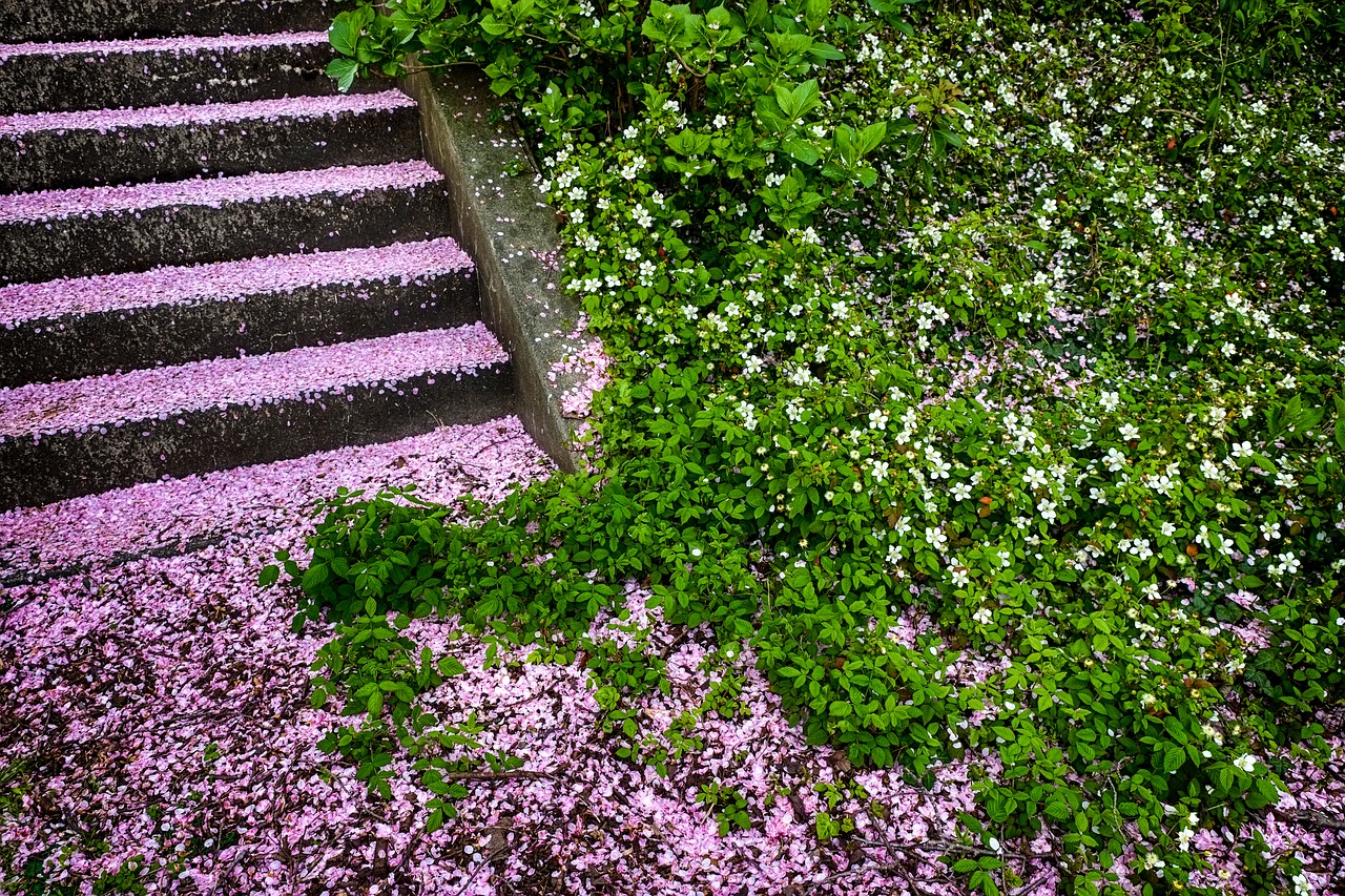 Image - kumamoto cherry stairs grass green