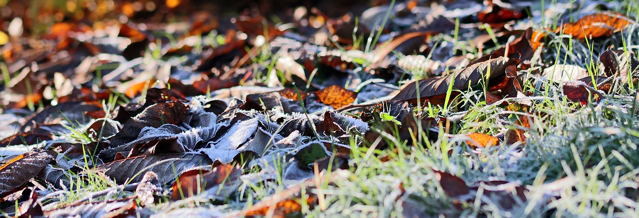 Image - meadow ripe hoarfrost autumn cold