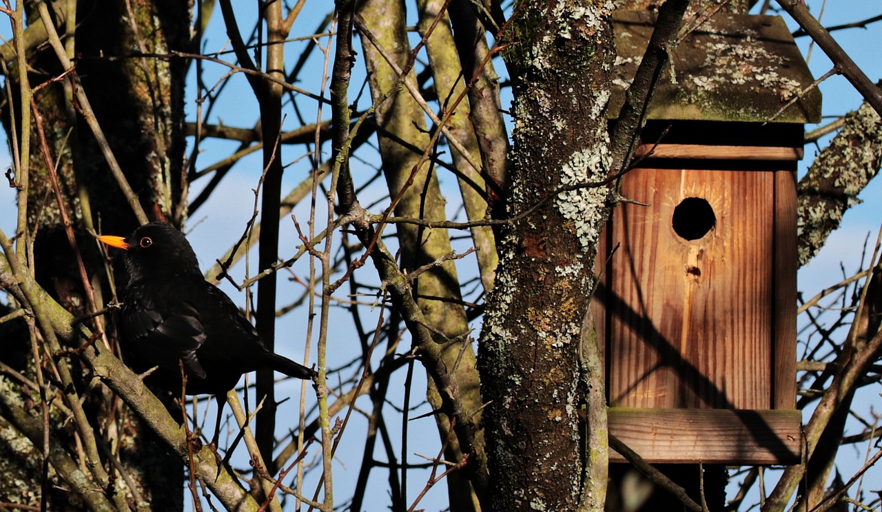 Image - bird black bird blackbird aviary