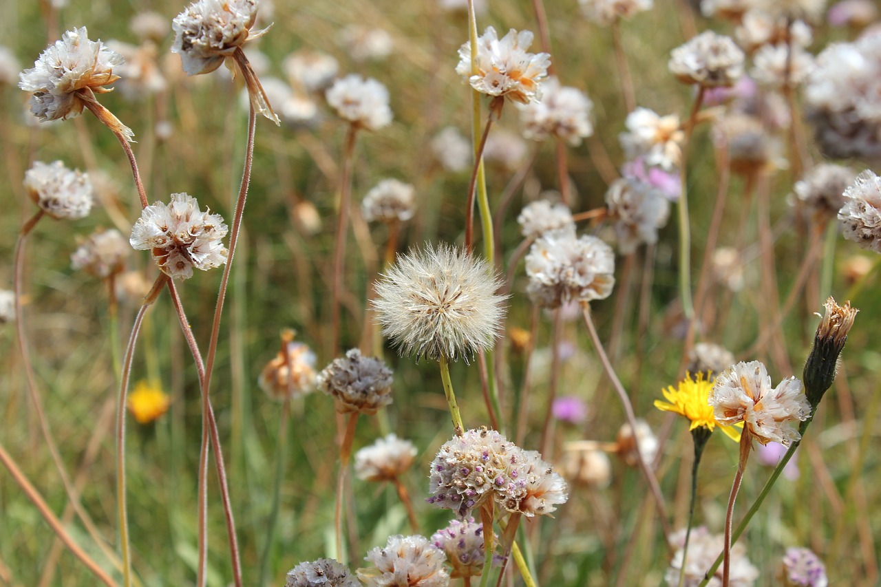 Image - wild flowers ile brittany summer