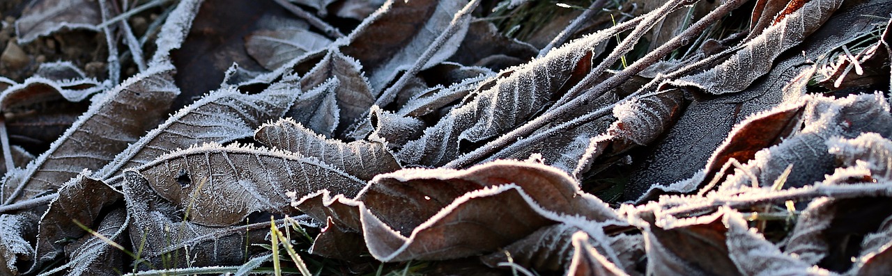 Image - meadow ripe hoarfrost autumn cold