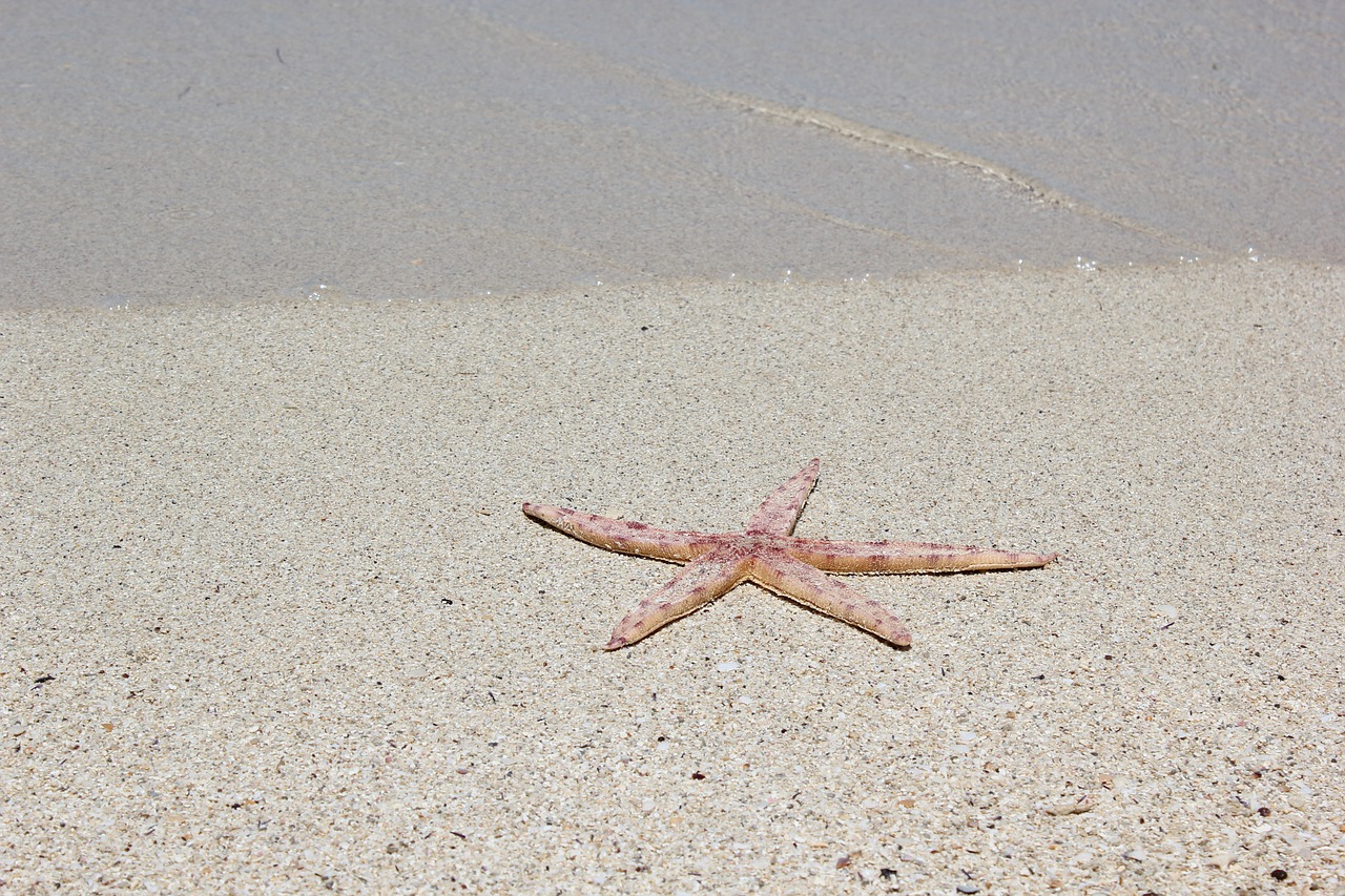 Image - sea star lagoon beach sand
