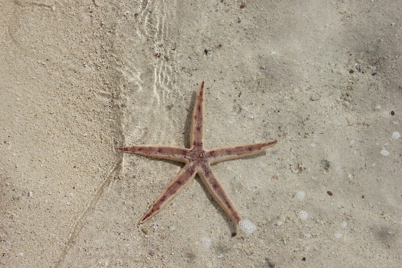 Image - sea star lagoon beach sand