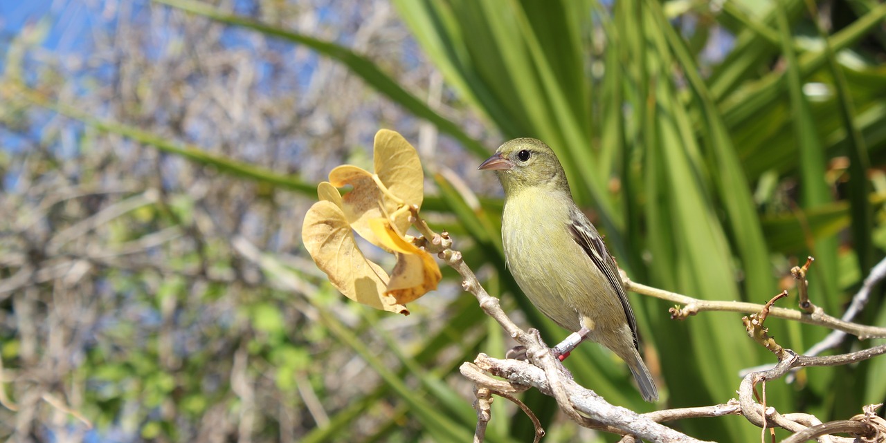 Image - bird green nature branch sparrow