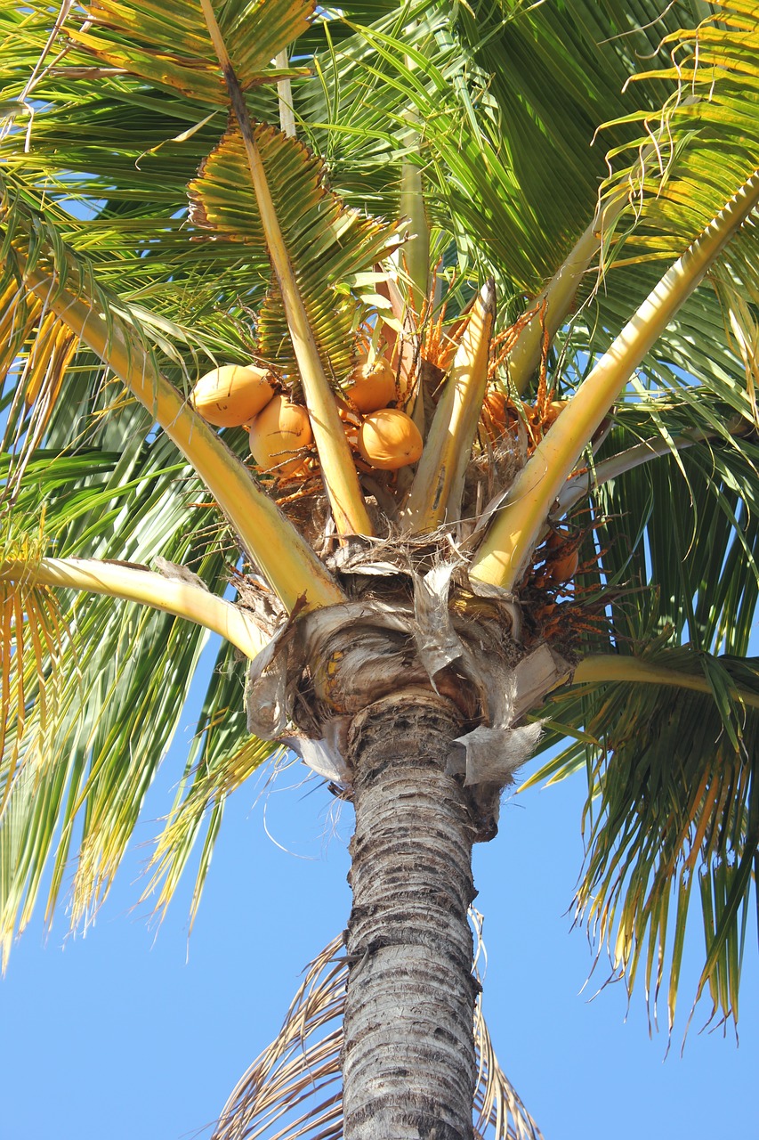 Image - palm coconut tree ile holiday