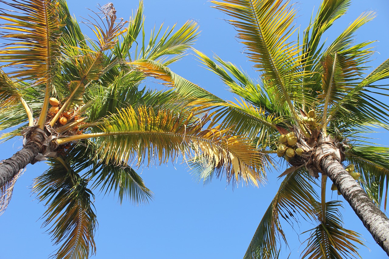 Image - palm coconut tree ile holiday