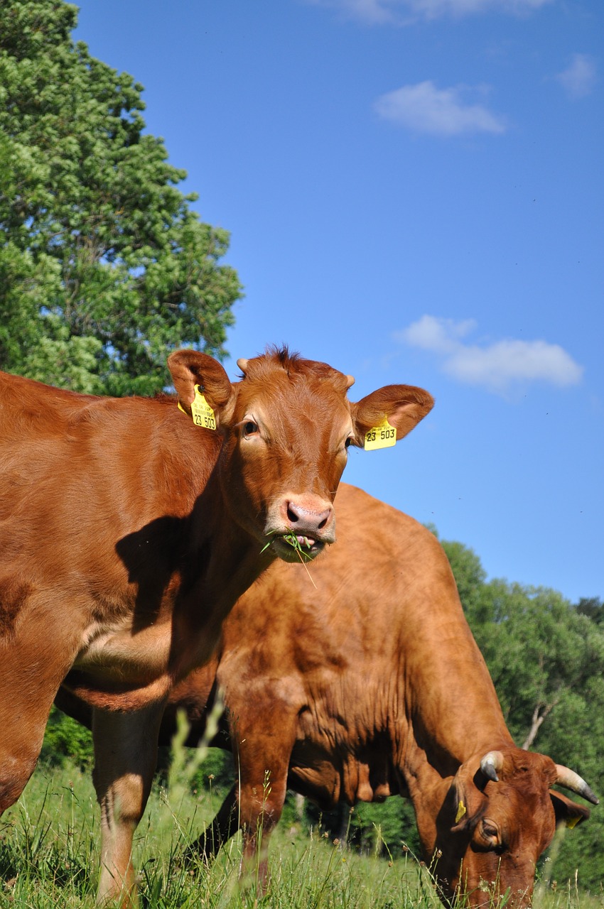 Image - cows eat grass cattle limousin