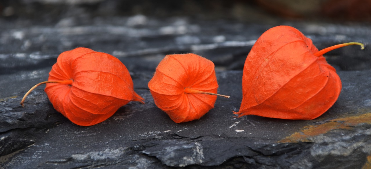 Image - lampionblume physalis alkekengi