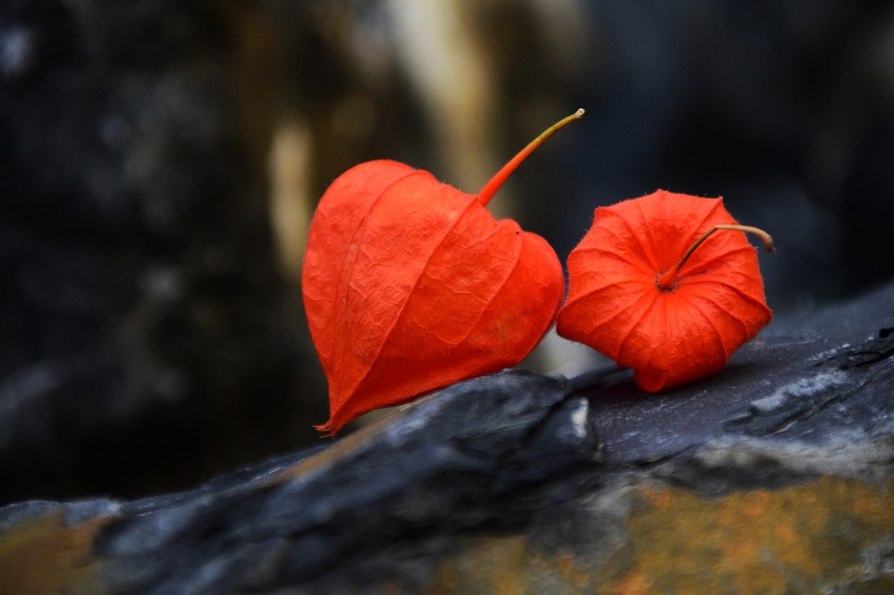 Image - lampionblume physalis alkekengi