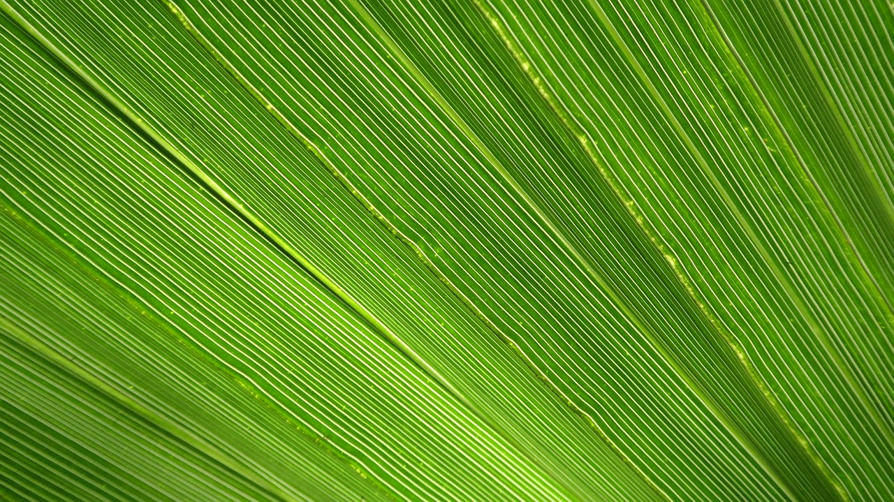 Image - james palm leaf palm tree close